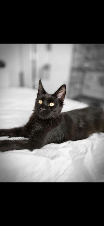 Full breed maine coon for sale