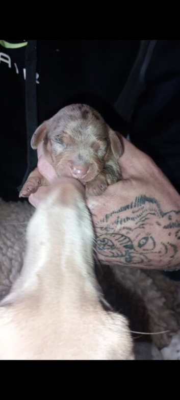 Mini sausages