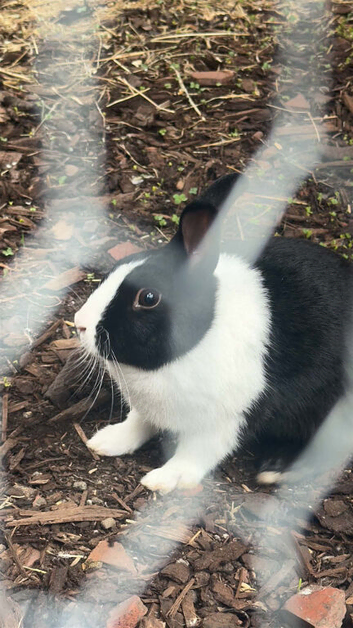 Lionhead x Netherlands dwarf