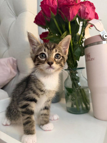 Kittens ready now