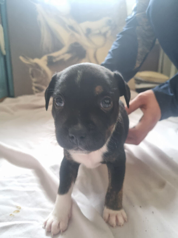 Staff puppies for sale