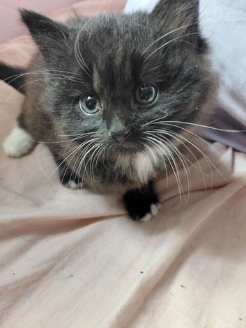 Two gorgous kittens