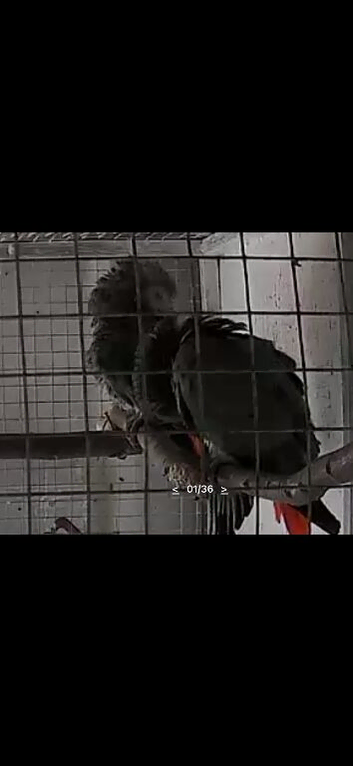 Breeding pair of African grey
