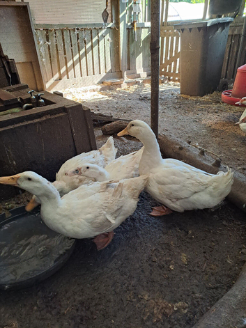 Aylesbury Duck&hellip;.breeding pair.....Un-related 2025 pair of ducks