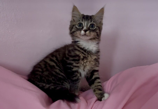 Kittens