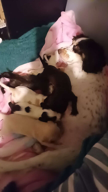 5 beautiful cocker spaniel puppies
