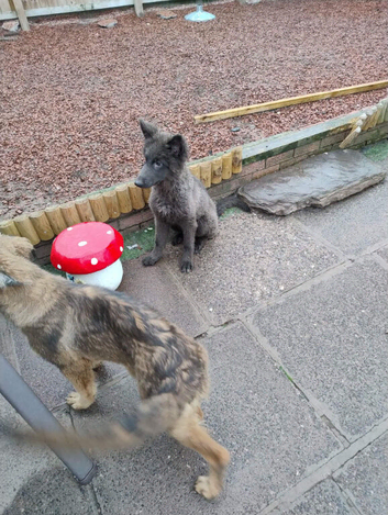 3 beautiful rare german shepherd pups