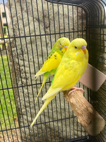 Green and yellow budgie hen and hello cock collection only clitheroe
