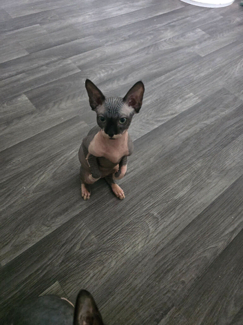 2 GIRLS Sphynx Kittens Looking for Their Forever