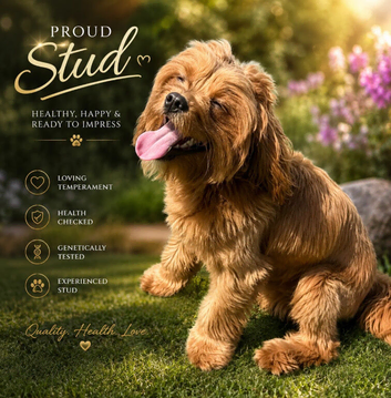 Proven Cavapoo Stud extensively Health Tested