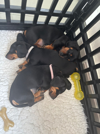 Dachshunds Thelma, Tommy and Tink