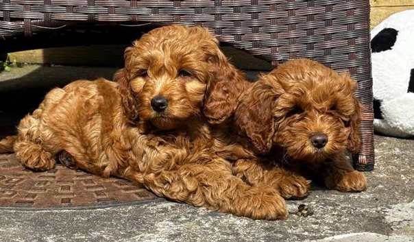F1B Cavapoo Puppies