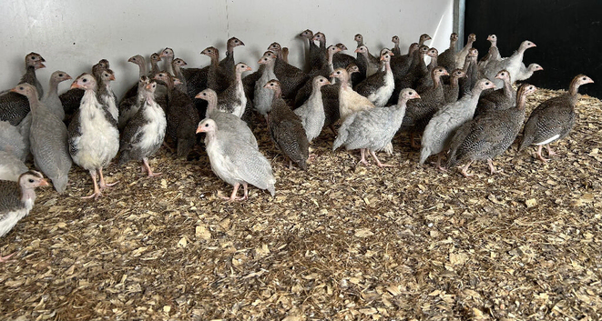 Guinea fowl keets