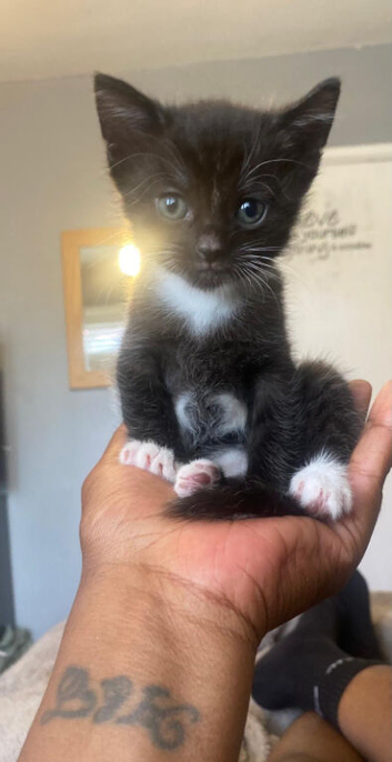 Kittens