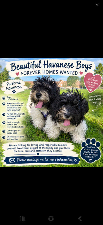 Puppies looking for loving owners!