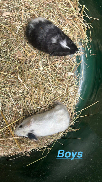 1 male guinea pig babies left