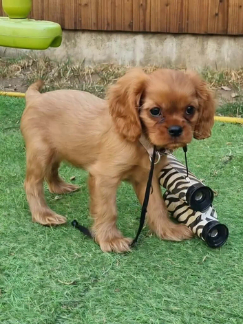 Beautiful pups