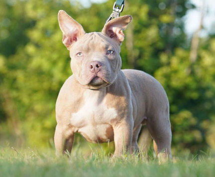 3 pocket bully puppy&rsquo;s ready to go to their forever homes