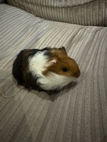 Baby guinea pigs
