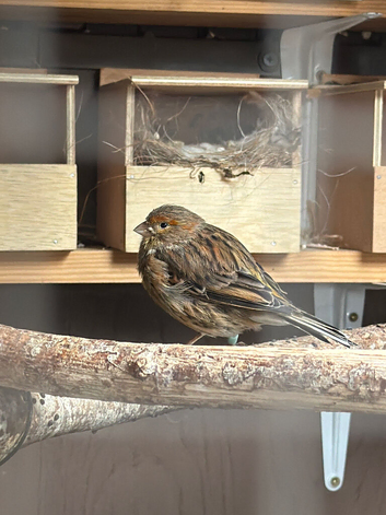 Canary's for sale