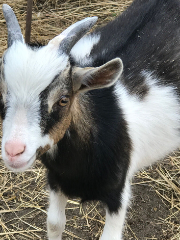 Dwarf dairy billy