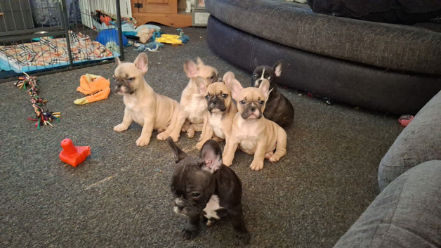 5 frenchie pups ready to leave around 12 June