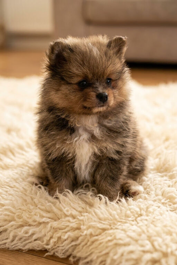 Pomeranian puppies