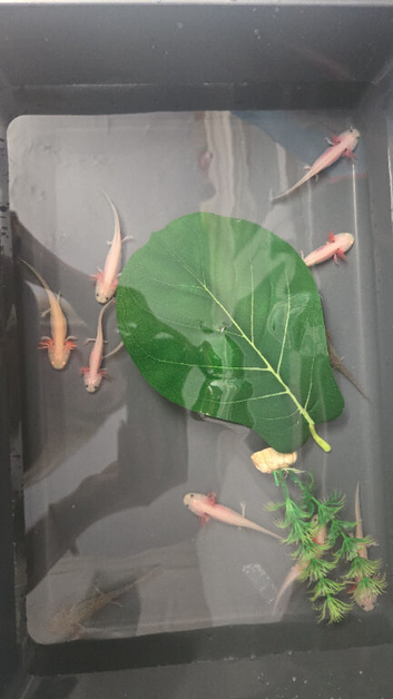 Axolotl babies
