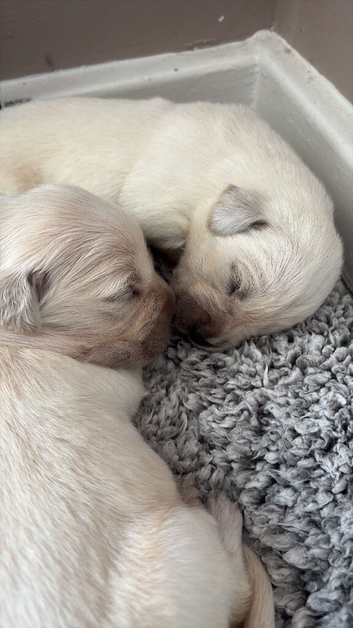 Goldador puppies