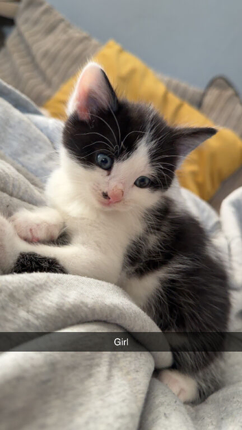 Black and white kittens for sale