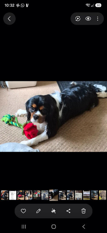 Tri coloured king charles male