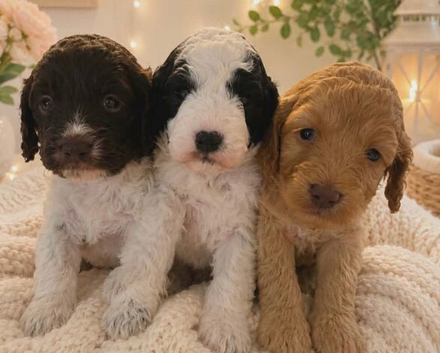 Cockapoo puppies for sale