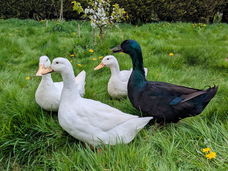 3 Cherry valley female and 1 Cayuga male ducks all together only