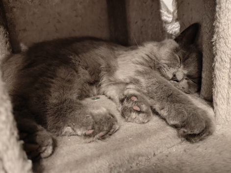 Beautiful Ragdoll x British Shorthair Kitten Looking for a Loving Home