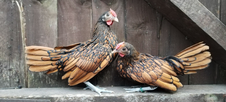 2 young gold sebright