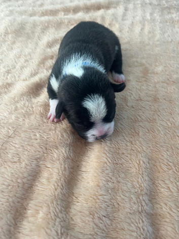 French bull dog x chug puppies