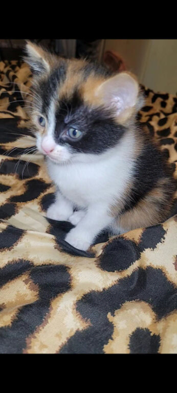 Kittens