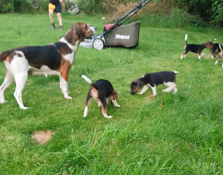 Gorgeous Beagle puppies