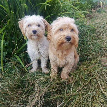 Beautiful F1 cockapoo and  Maltese Puppies (8 Weeks Old) &ndash; Ready Now in Southend