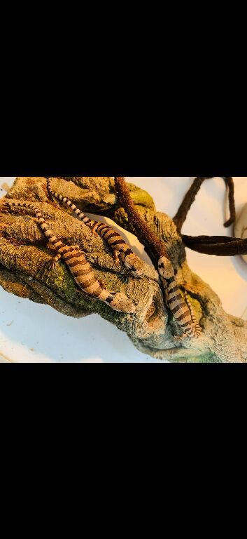 Baby Pink Tongue skinks AMAZING ANIMALS