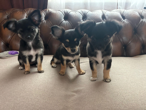 Beautiful fluffy Chihuahua Puppies