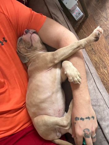 Standard X pocket bully puppy