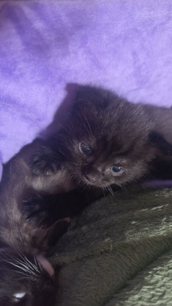 Salem