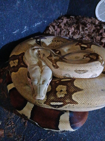 True red tailed boa