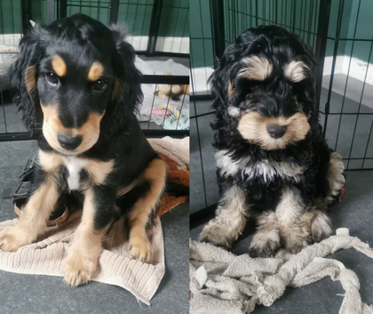 Cockapoo (1 girl, 1 boy)