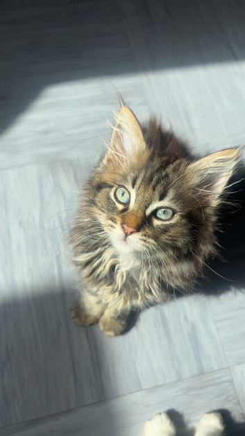 Adorable kittens!