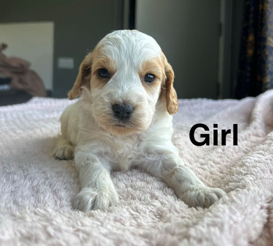 Cockapoo puppies ready to leave us from 10th July
