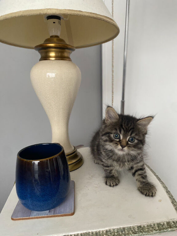 2 Female & 2 Male Tabby Kittens Looking for a Home in Medway