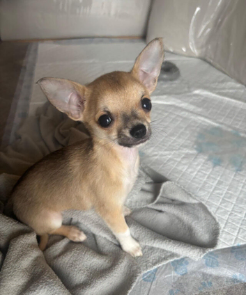 Chihuahua puppies