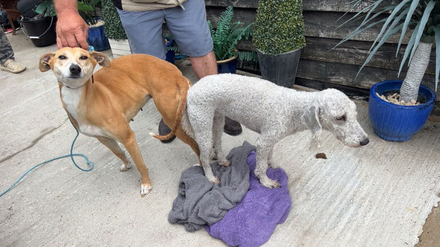 Bedlington x whippet puppies